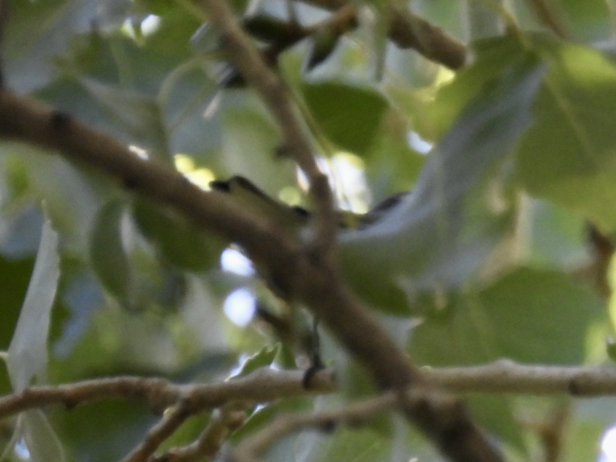 new world warbler sp. - ML643252018