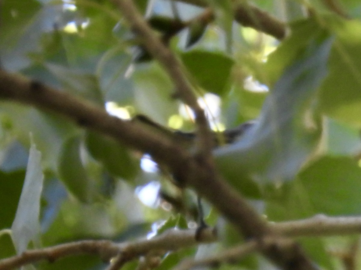 new world warbler sp. - ML643252019