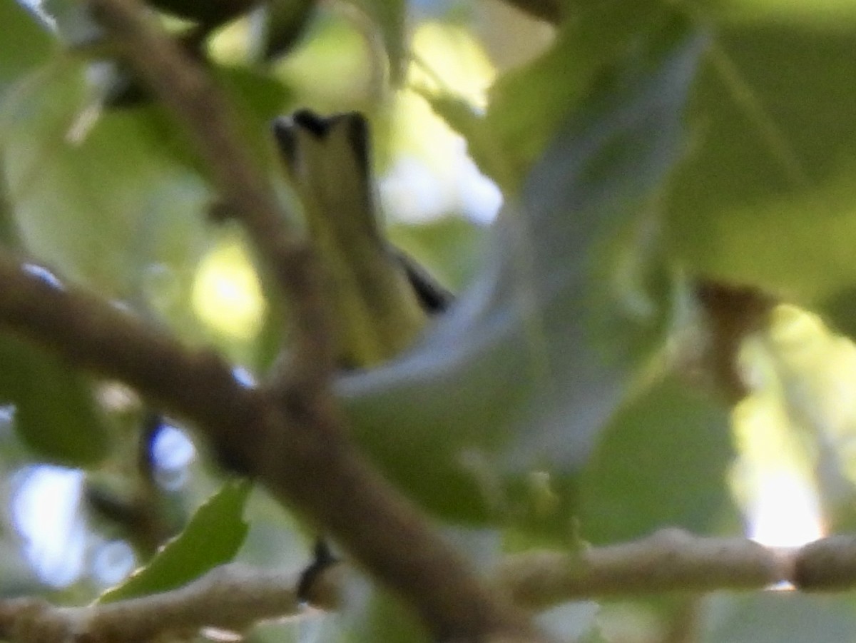 new world warbler sp. - ML643252020