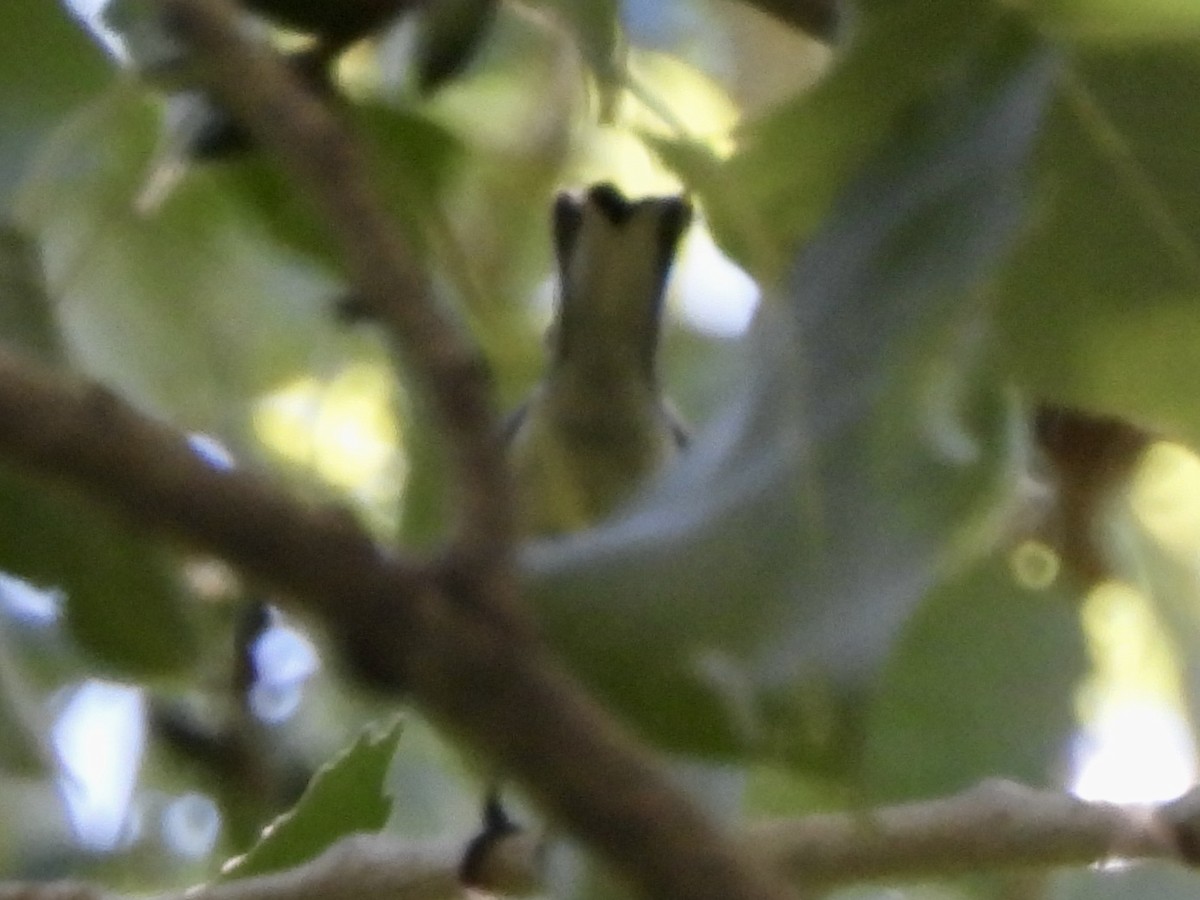 new world warbler sp. - ML643252021