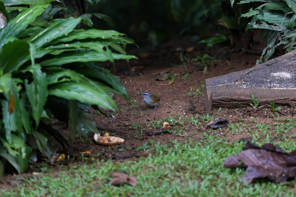 Black-striped Sparrow - ML643252054