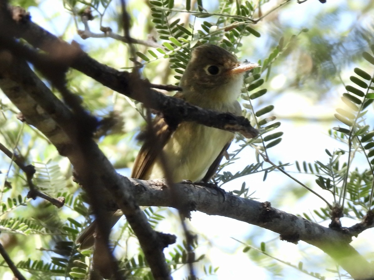 Western Flycatcher (Pacific-slope) - ML643252057