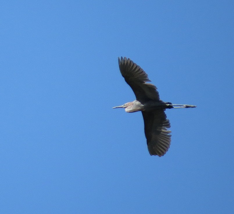 Reddish Egret - ML643252065