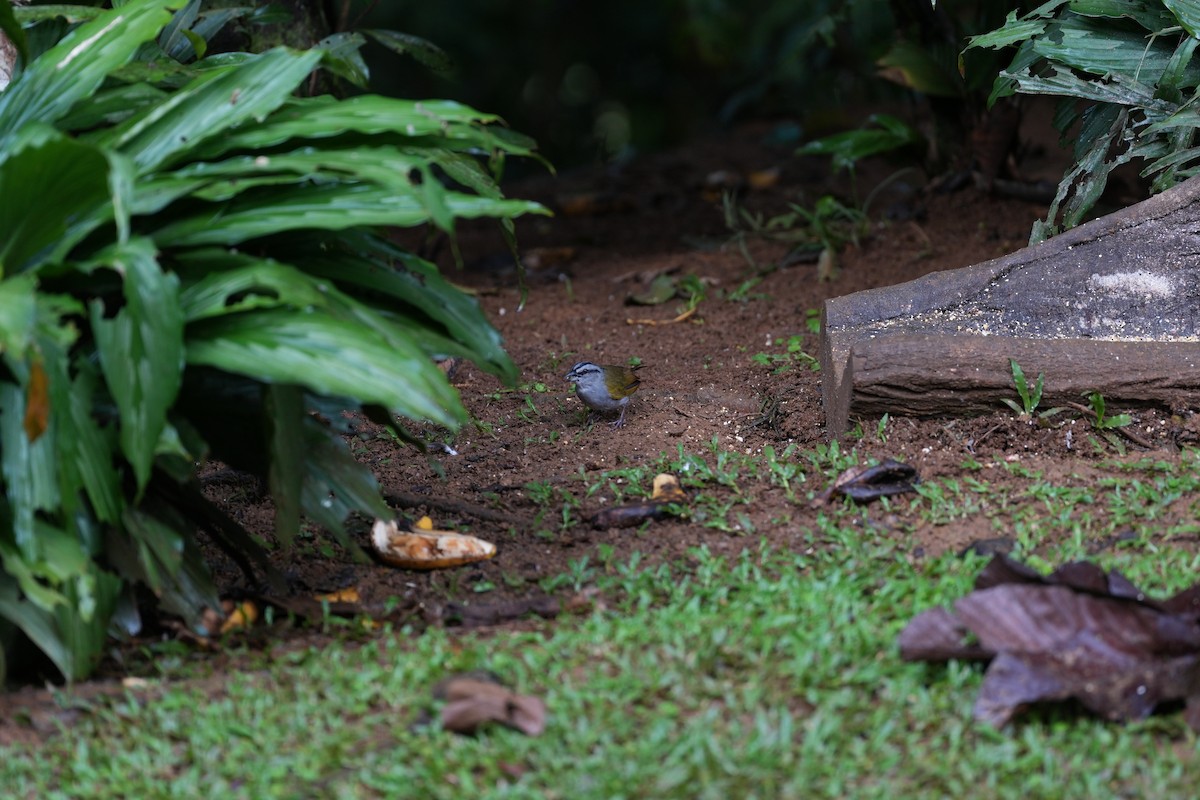 Black-striped Sparrow - ML643252073