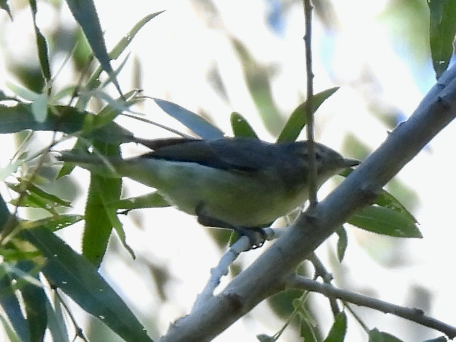 Warbling Vireo (Western) - ML643252089