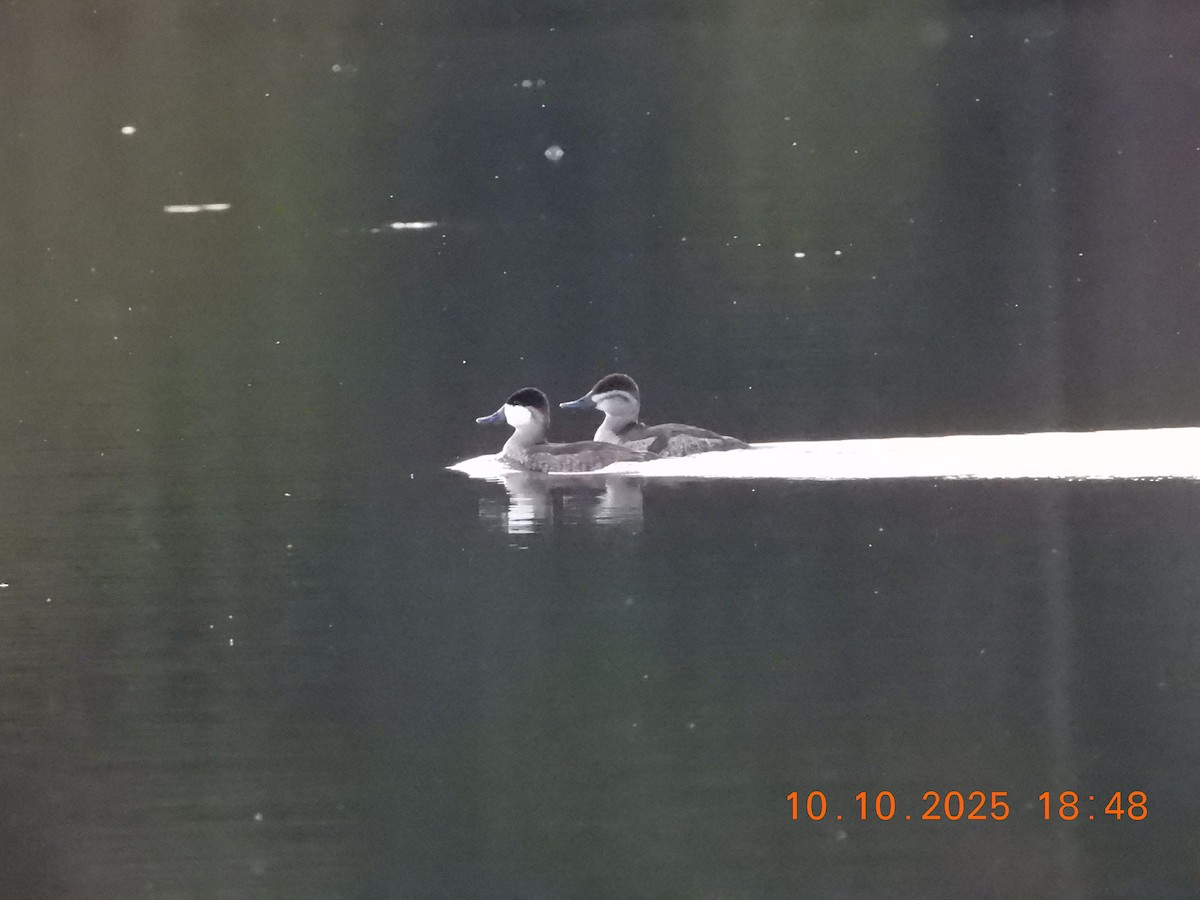 Ruddy Duck - ML643252119
