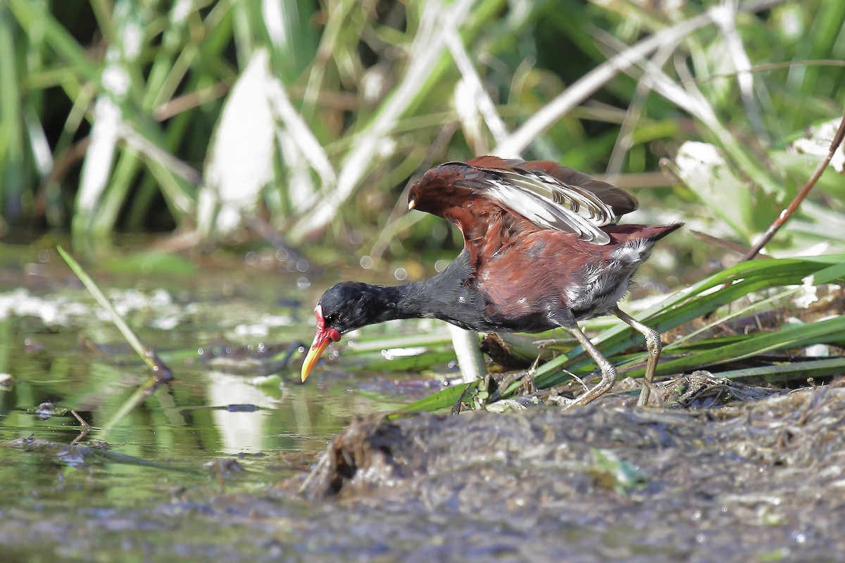 Wattled Jacana - ML643252121