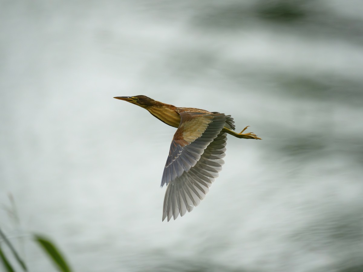 Schrenck's Bittern - ML643252141