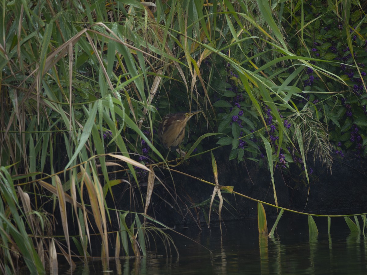 Schrenck's Bittern - ML643252142