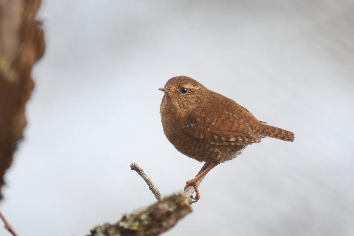 Pacific Wren - ML643252143