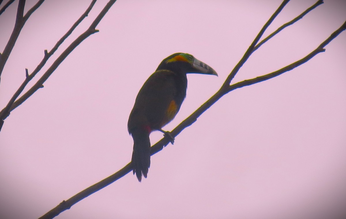 Spot-billed Toucanet - ML643252213