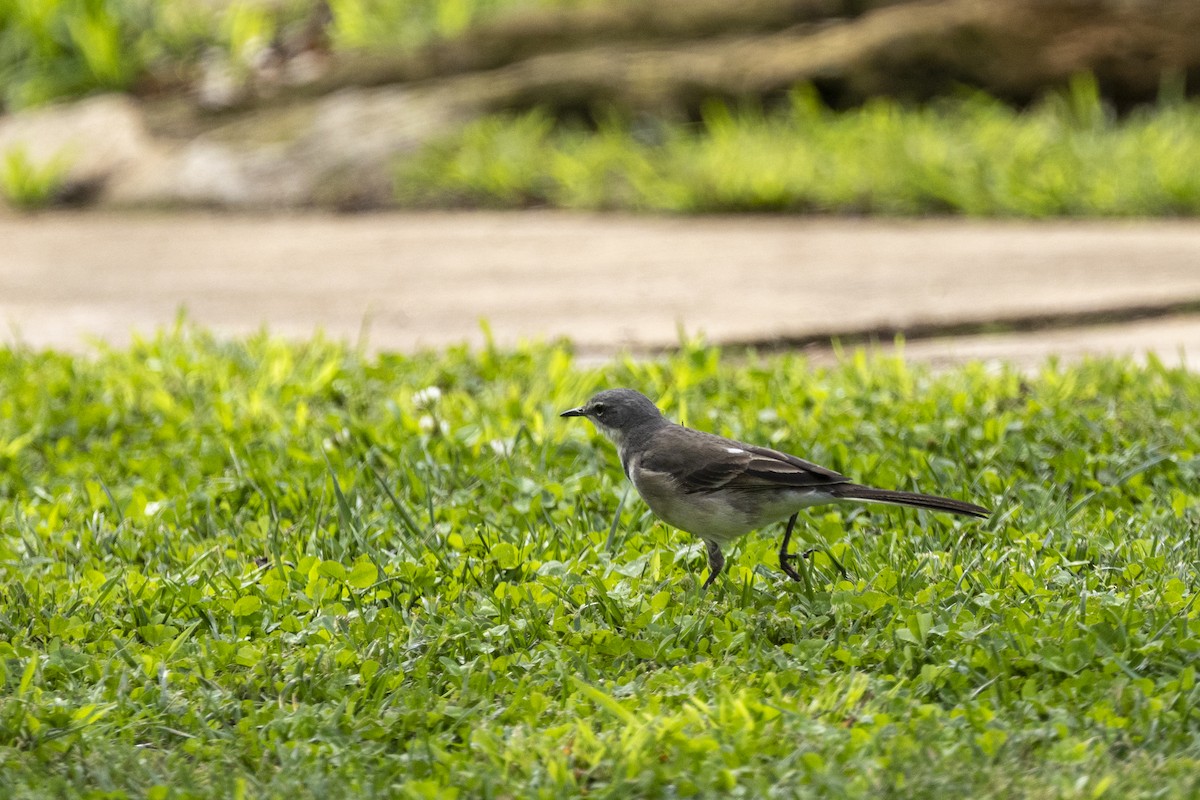 Cape Wagtail - ML643252217