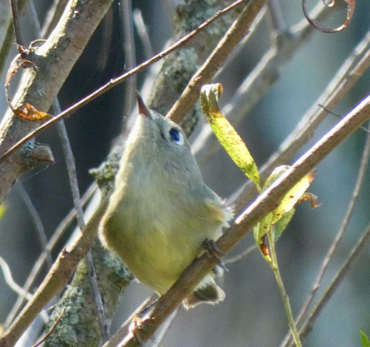 Ruby-crowned Kinglet - ML643252224