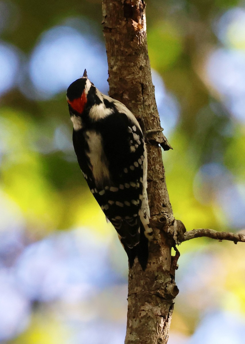Downy Woodpecker (Eastern) - ML643252239