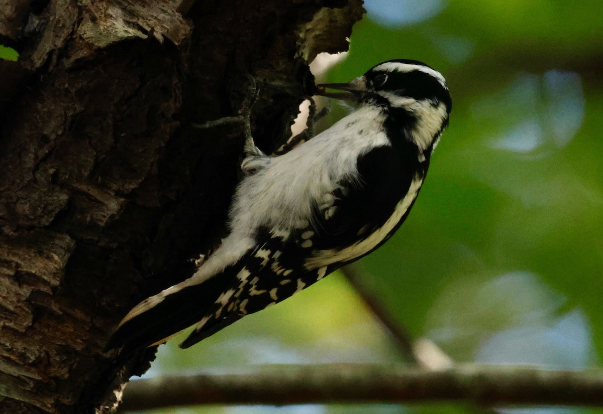 Downy Woodpecker (Eastern) - ML643252240