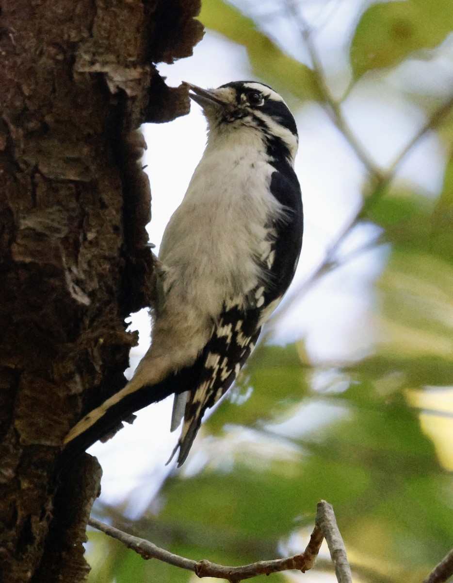 Downy Woodpecker (Eastern) - ML643252241