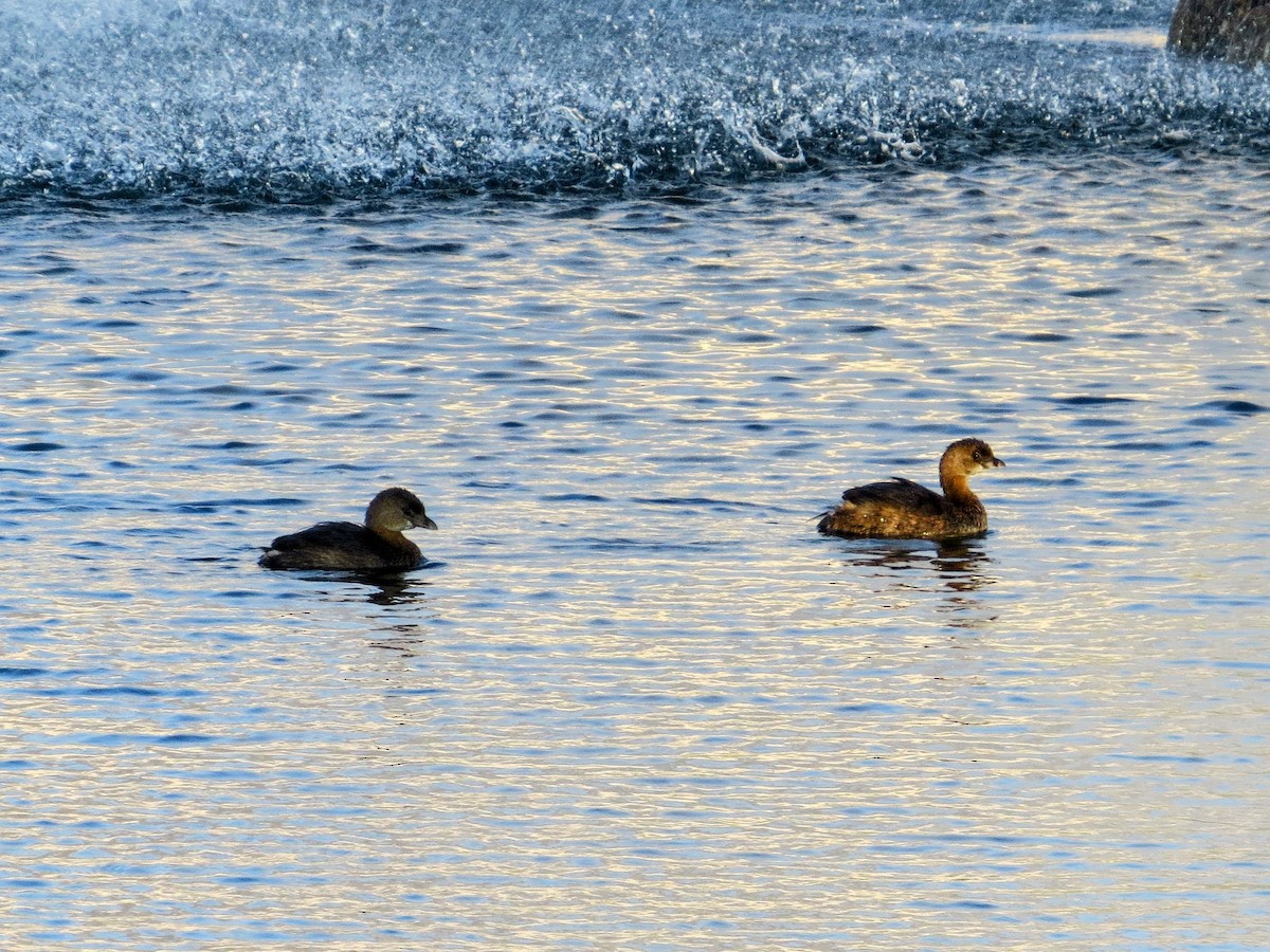 Pied-billed Grebe - ML643252242