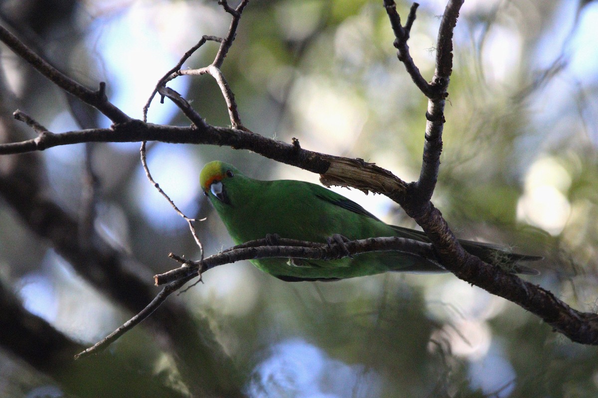 Malherbe's Parakeet - ML643252249