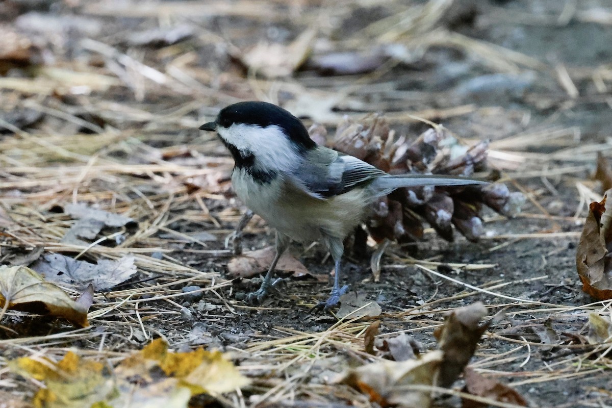 Black-capped Chickadee - ML643252262
