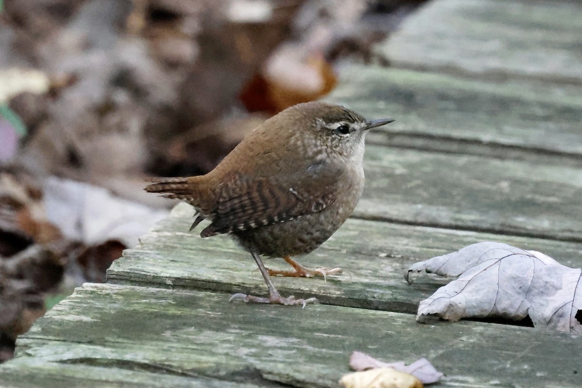 Winter Wren - ML643252276