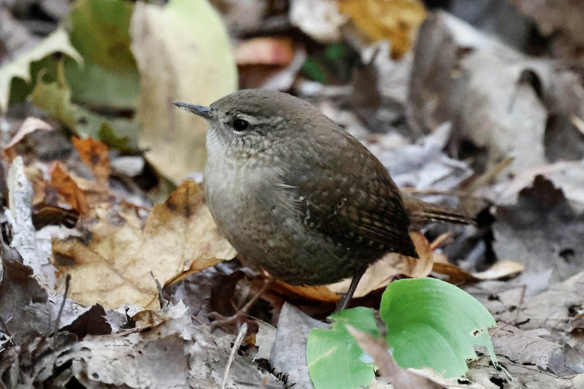 Winter Wren - ML643252277