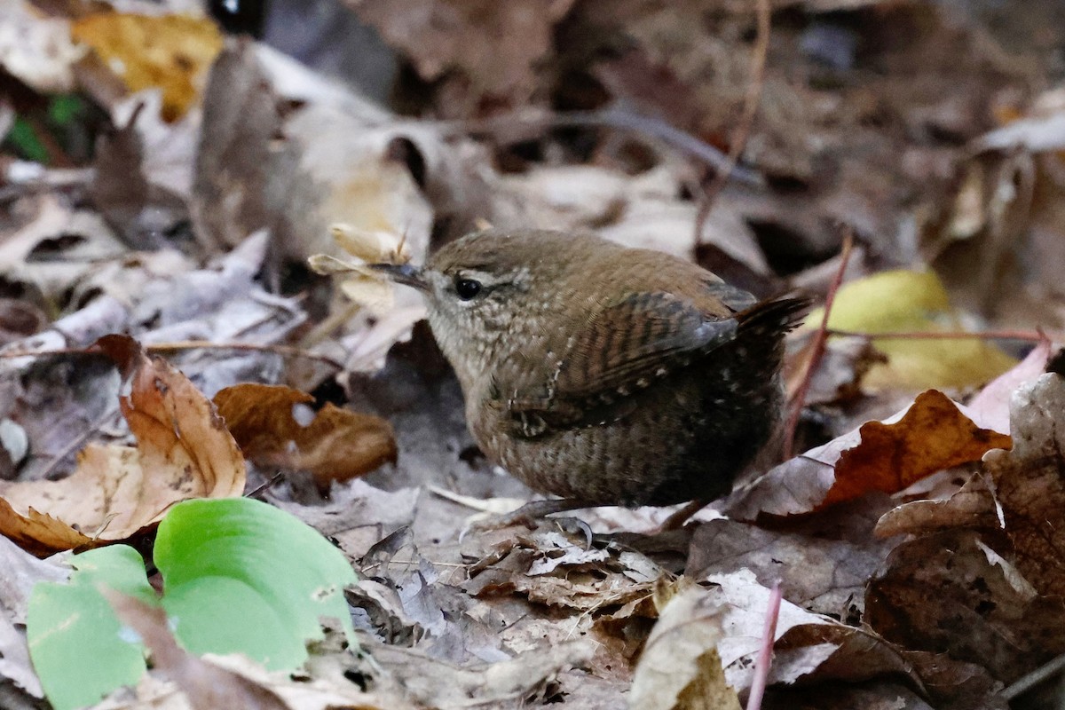 Winter Wren - ML643252278