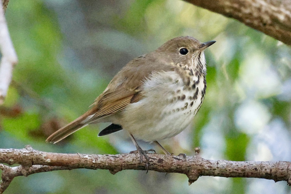 Hermit Thrush - ML643252286