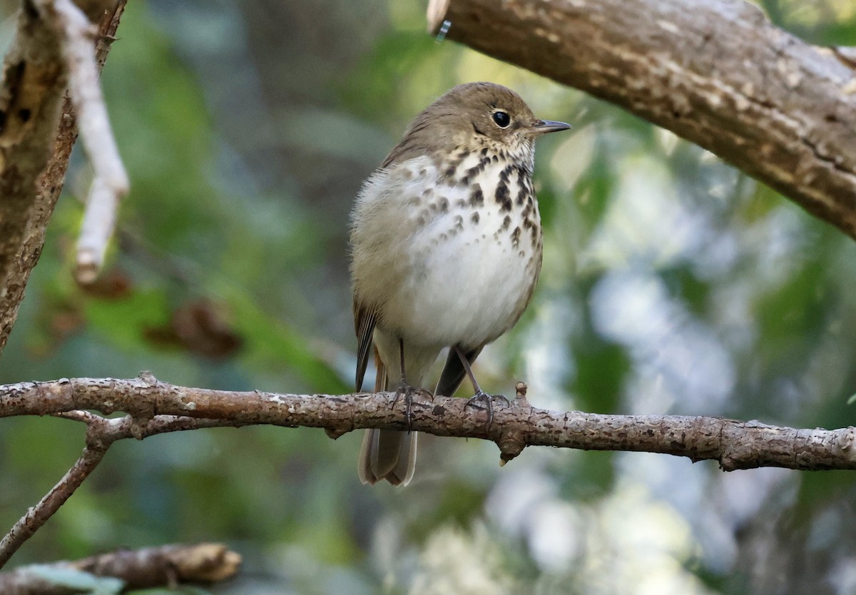 Hermit Thrush - ML643252288