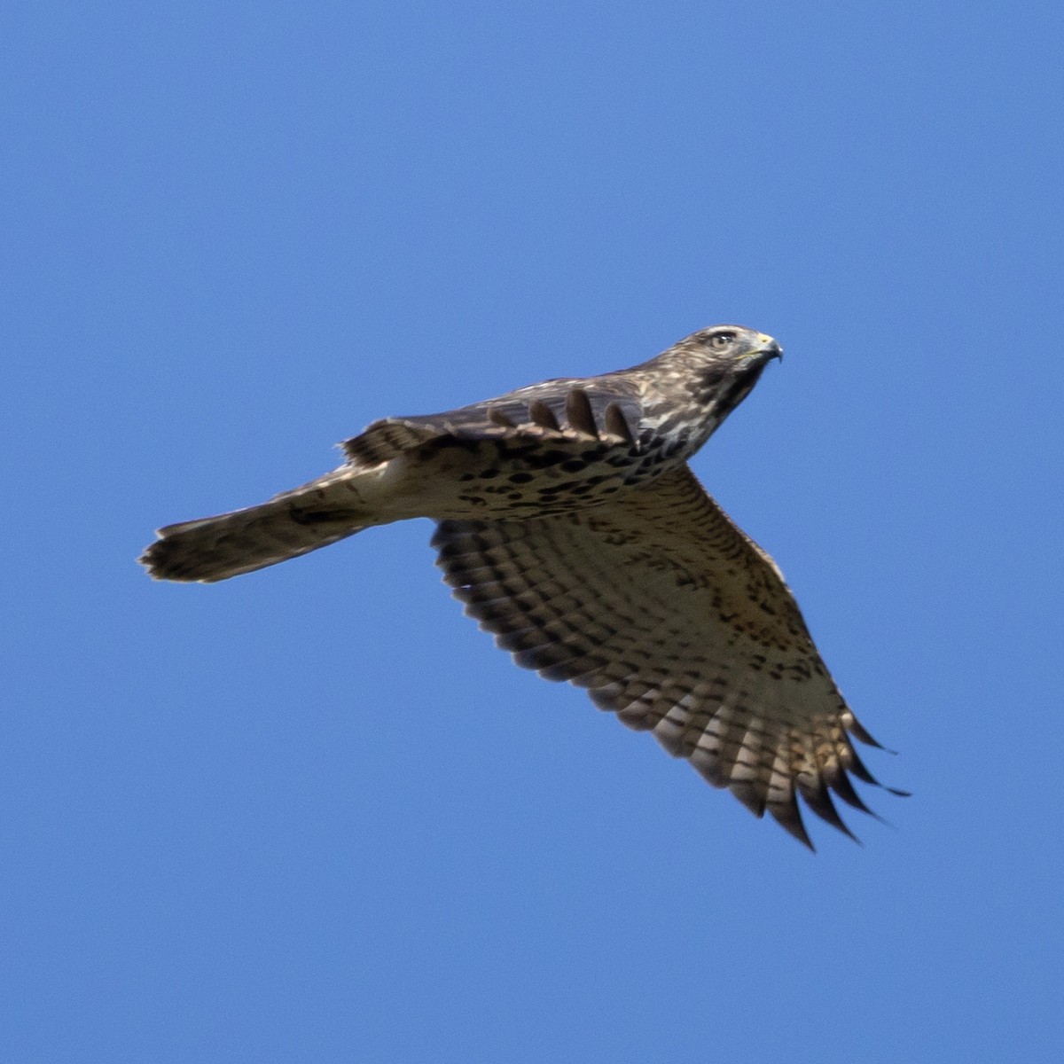 カタアカノスリ - ML643252292