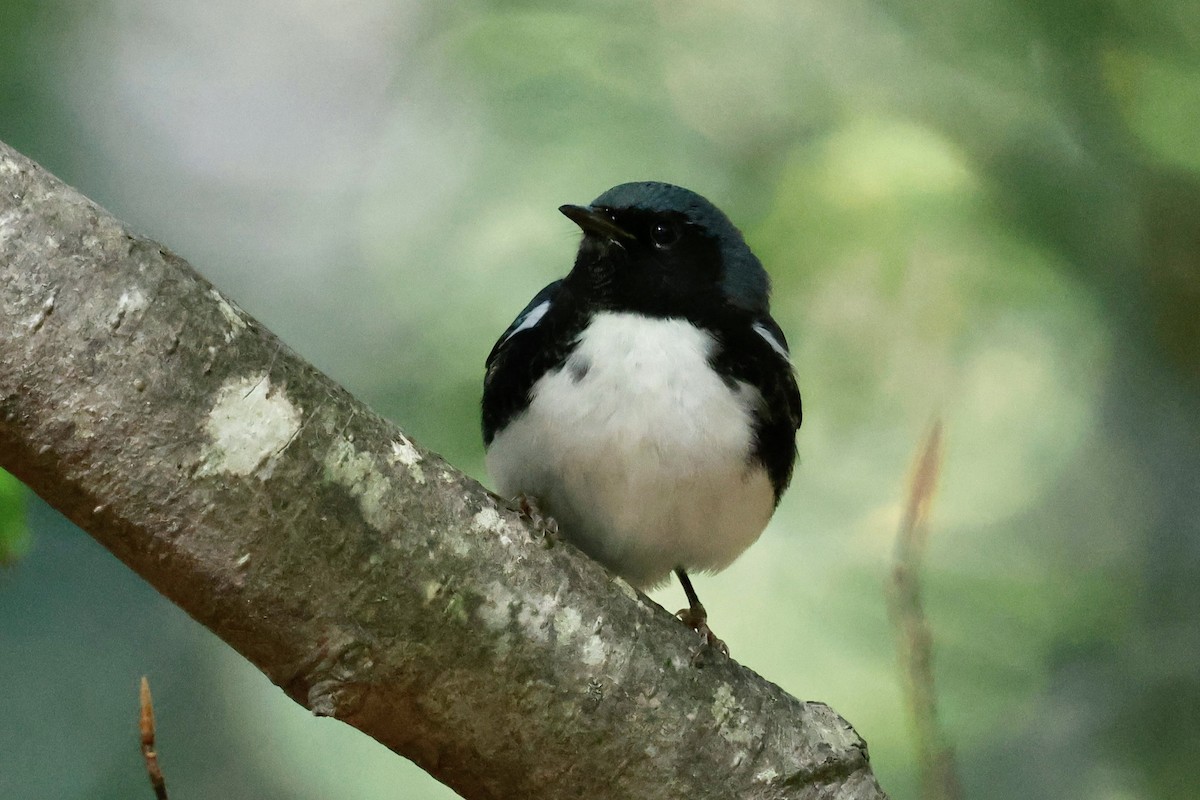 Black-throated Blue Warbler - ML643252305