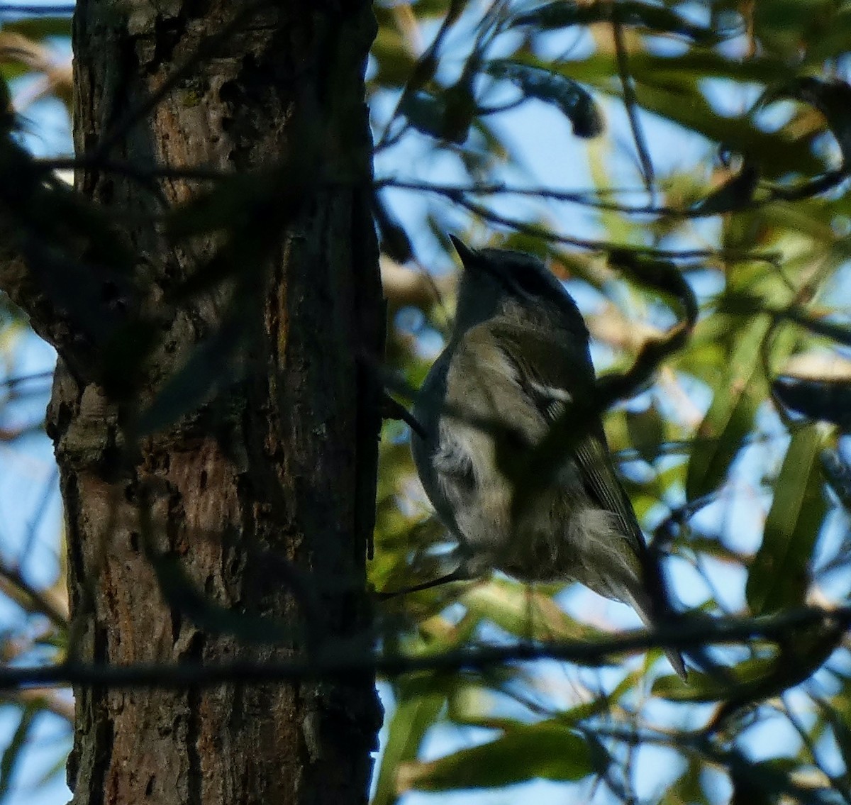 Golden-crowned Kinglet - ML643252319