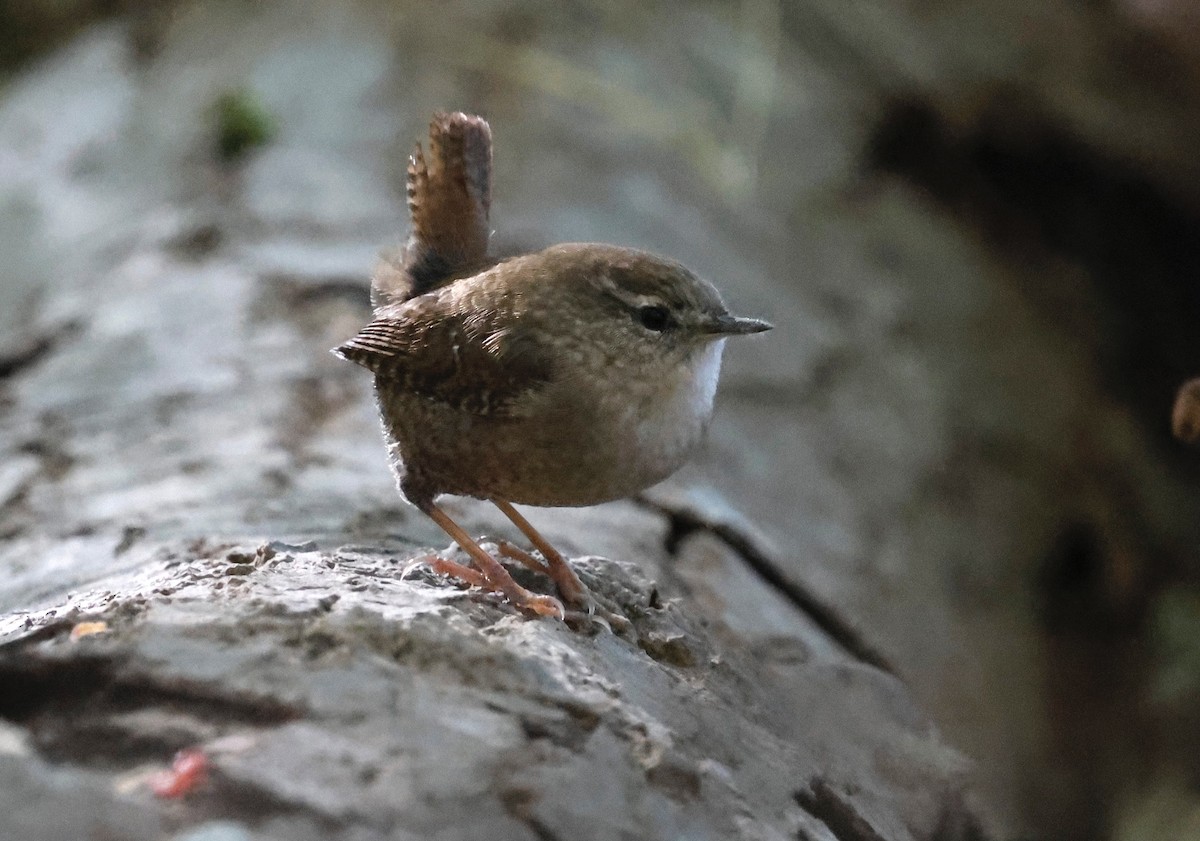 Winter Wren - ML643252322