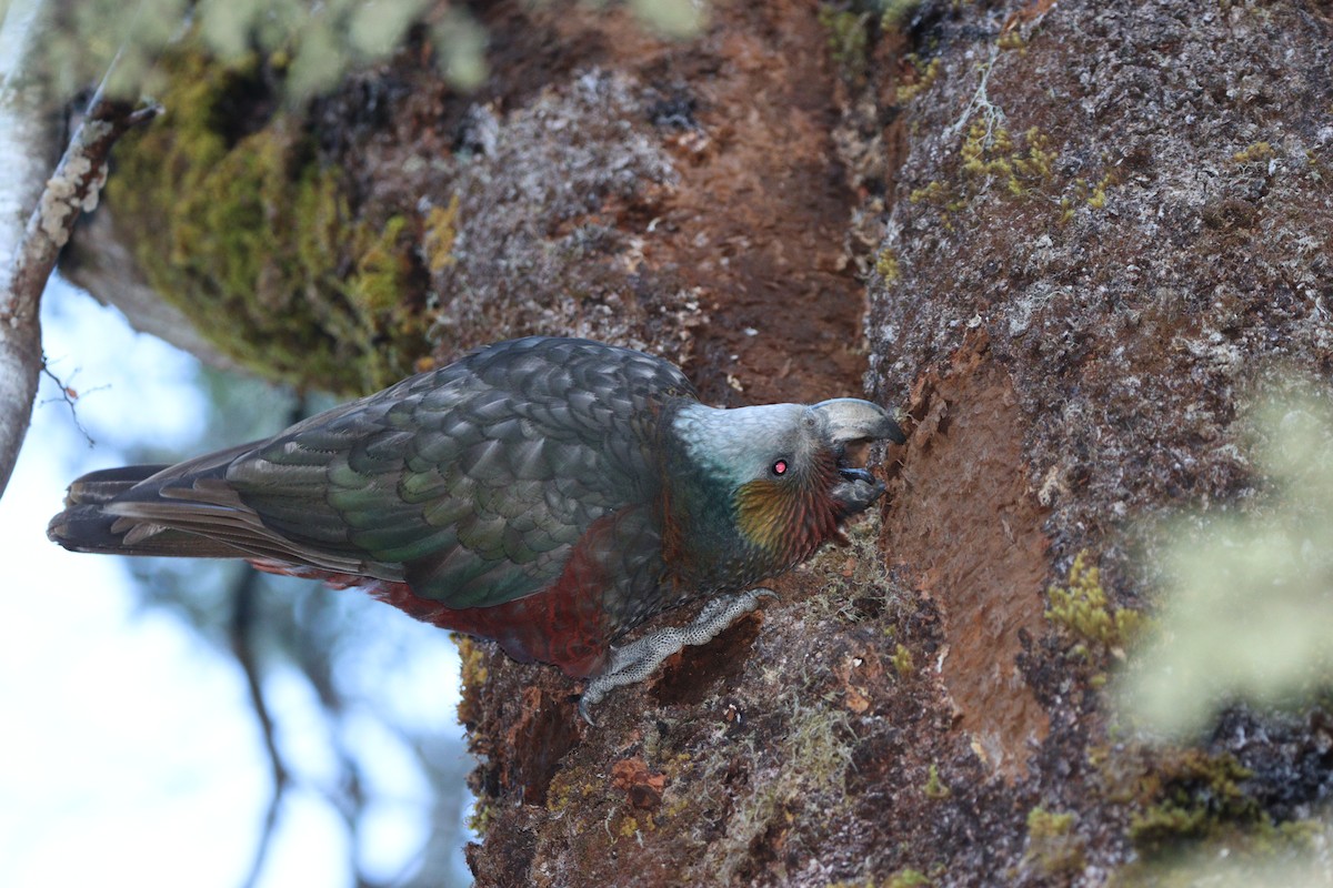 New Zealand Kaka - ML643252326