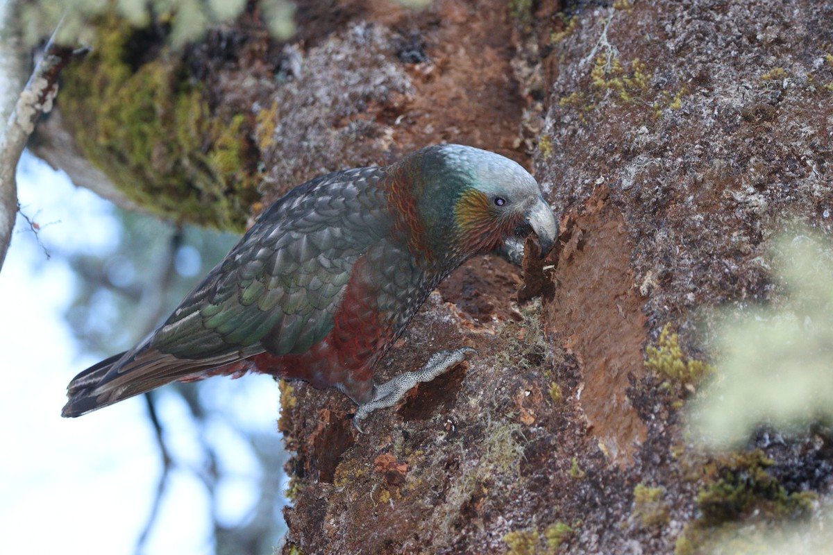 New Zealand Kaka - ML643252327