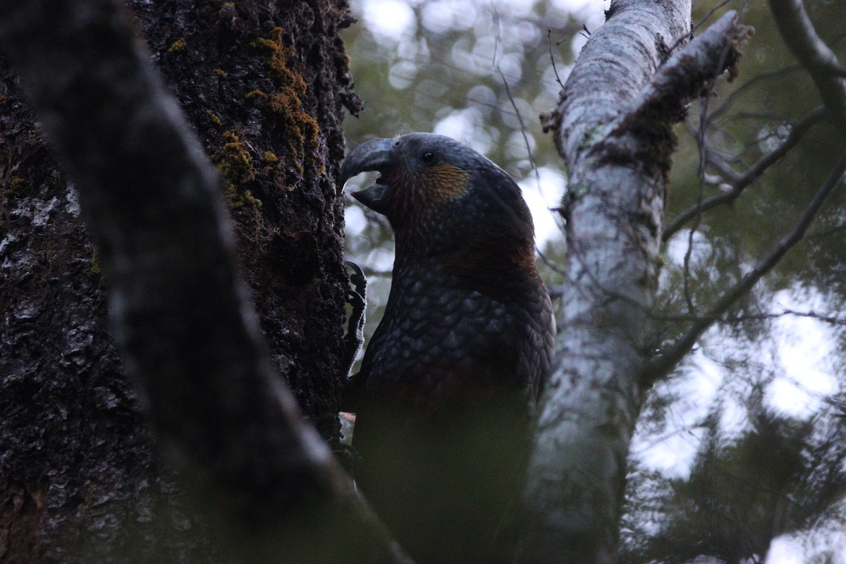 New Zealand Kaka - ML643252328