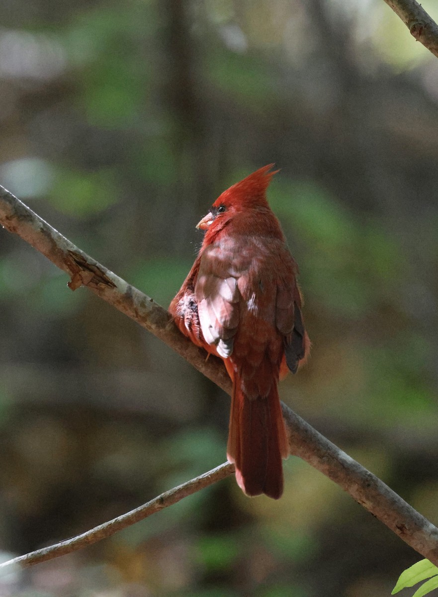 Northern Cardinal - ML643252333