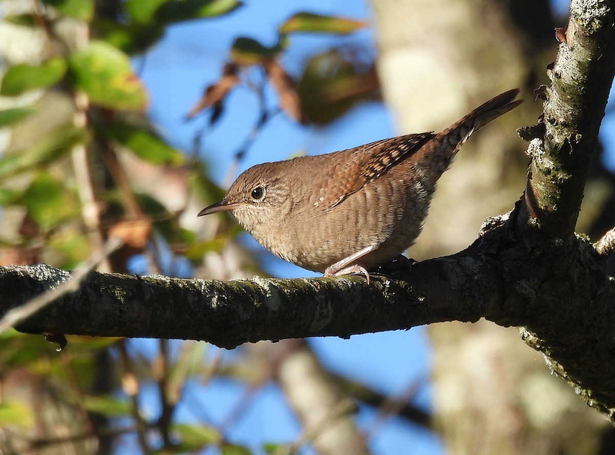Northern House Wren - ML643252352