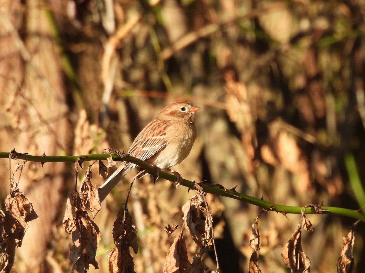 Field Sparrow - ML643252377