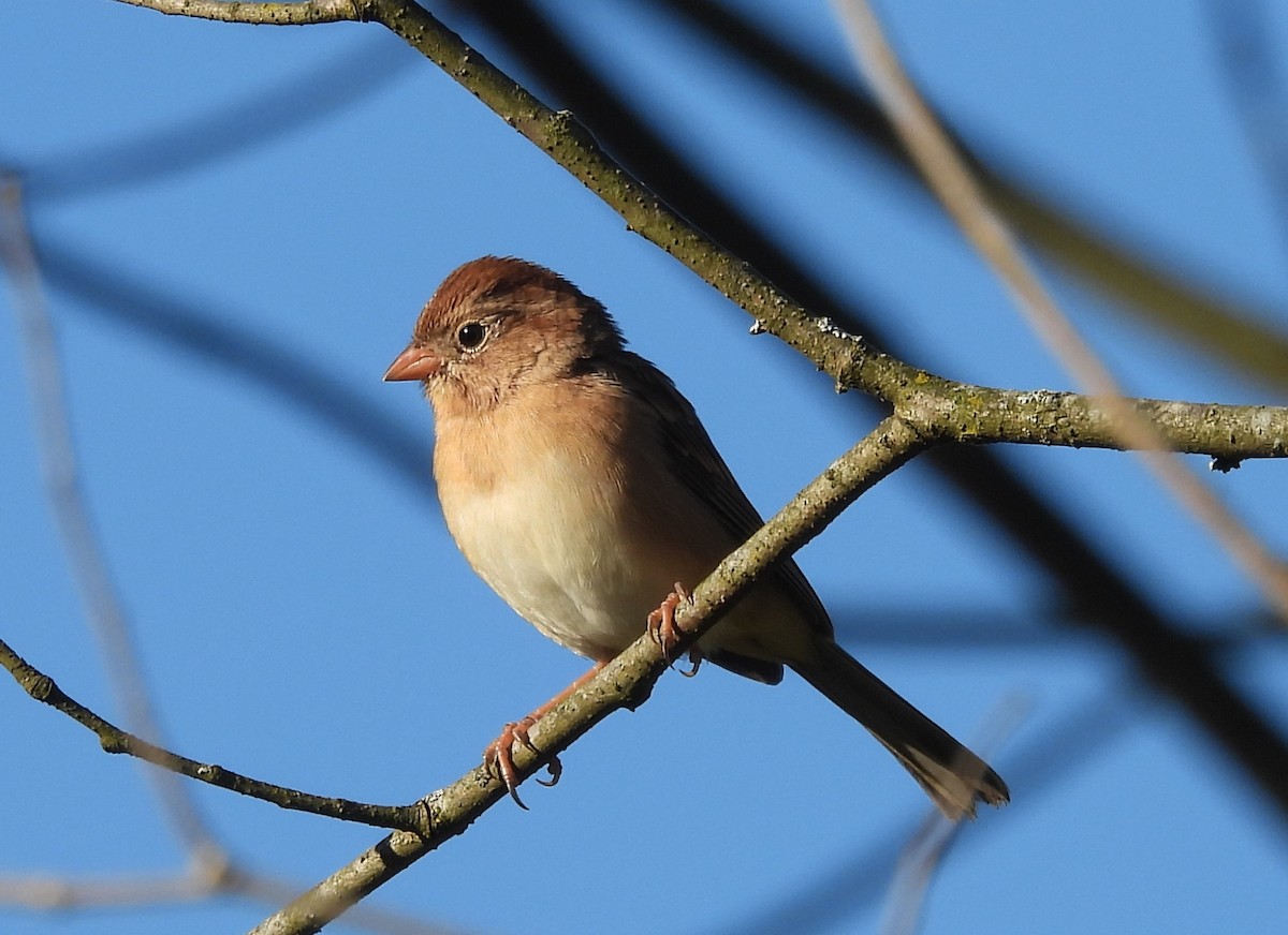 Field Sparrow - ML643252386