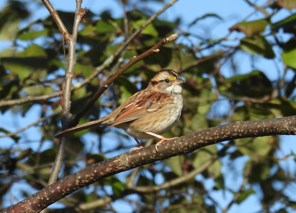 White-throated Sparrow - ML643252394