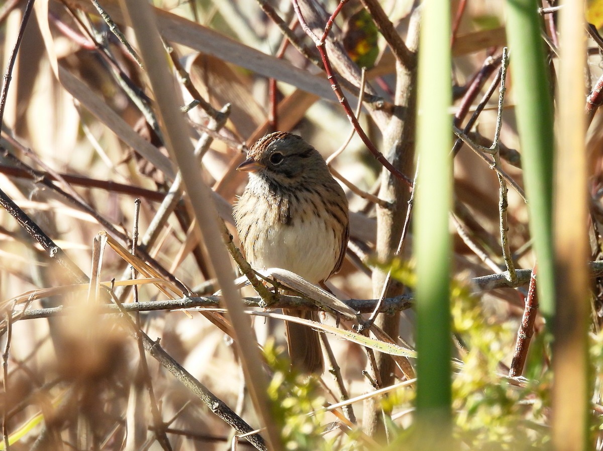 Lincoln's Sparrow - ML643252411