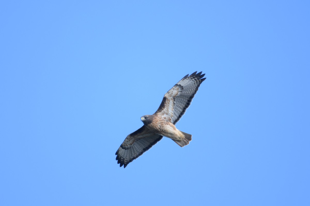 Red-tailed Hawk (calurus/alascensis) - ML643252414