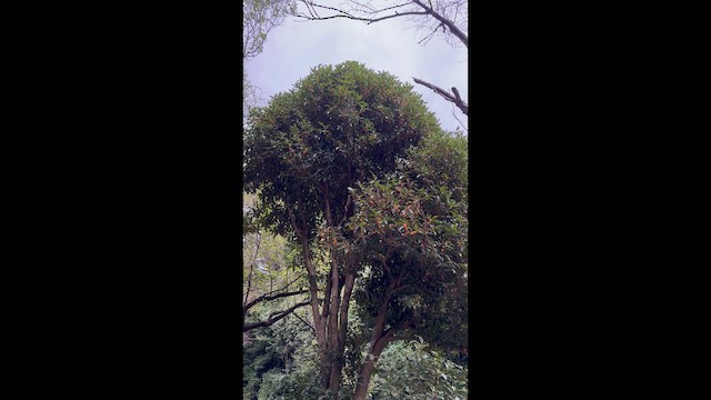 Landa-txolarrea - ML643252415
