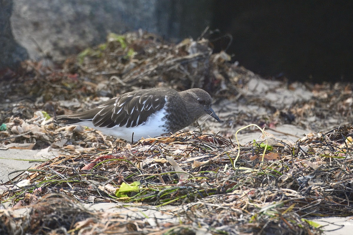 Black Turnstone - ML643252426