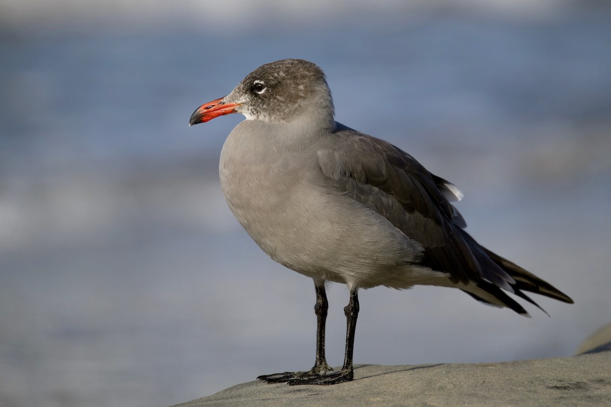 Heermann's Gull - ML643252437