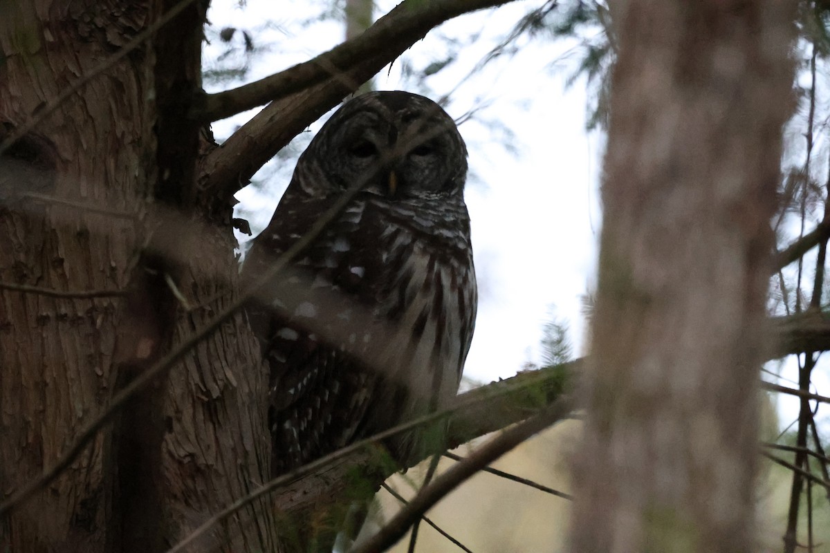 Barred Owl - ML643252441