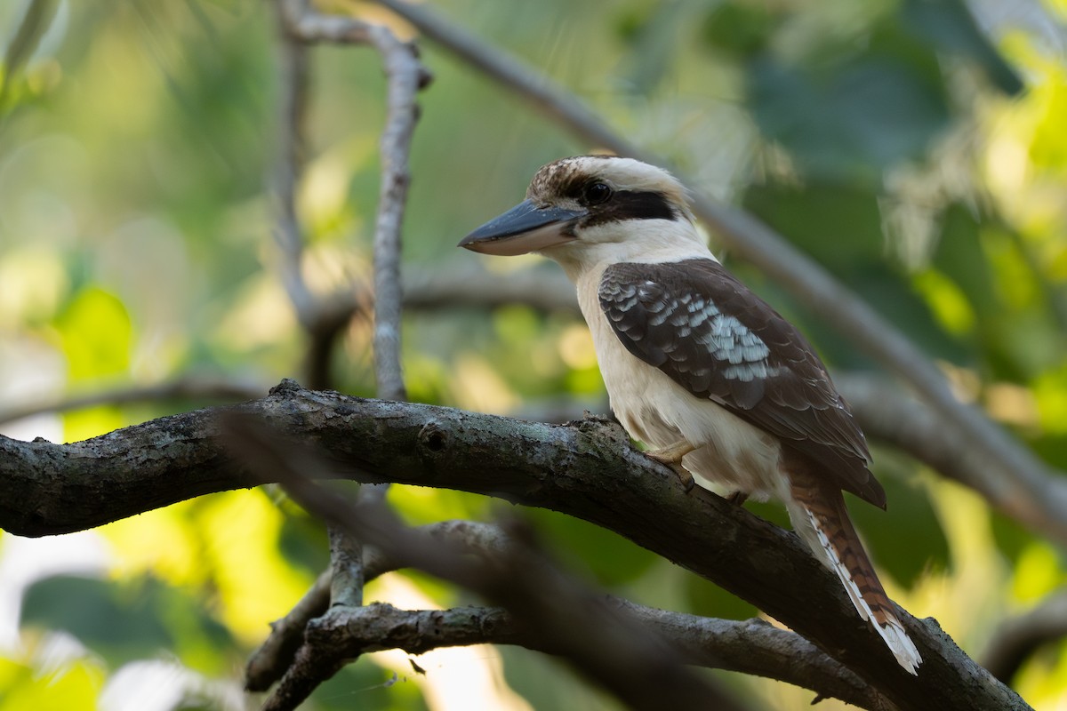 Laughing Kookaburra - ML643252456