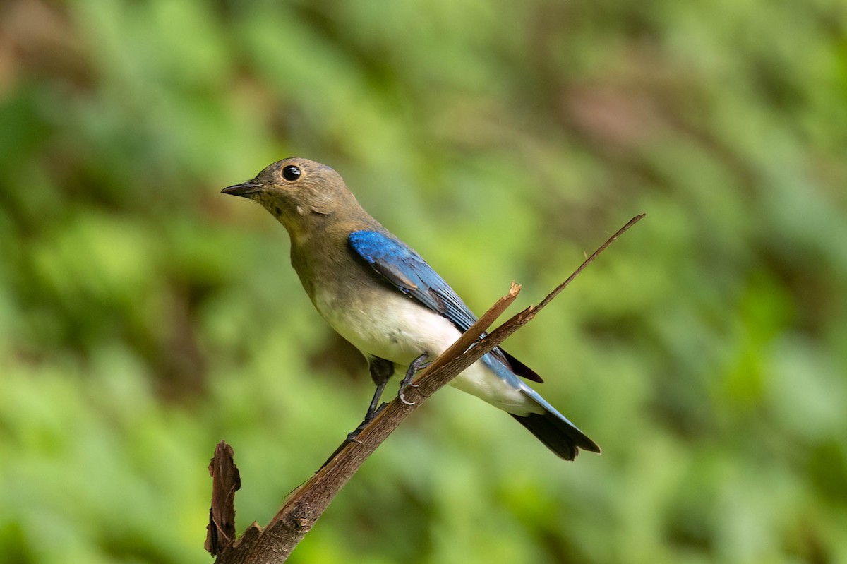 Blue-and-white Flycatcher - ML643252463