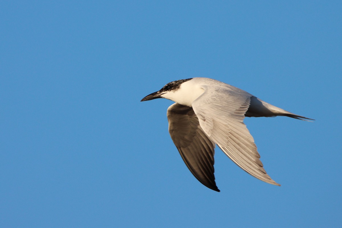 Australian Tern - ML643252490