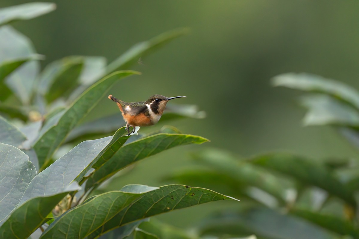 Purple-throated Woodstar - ML643252509